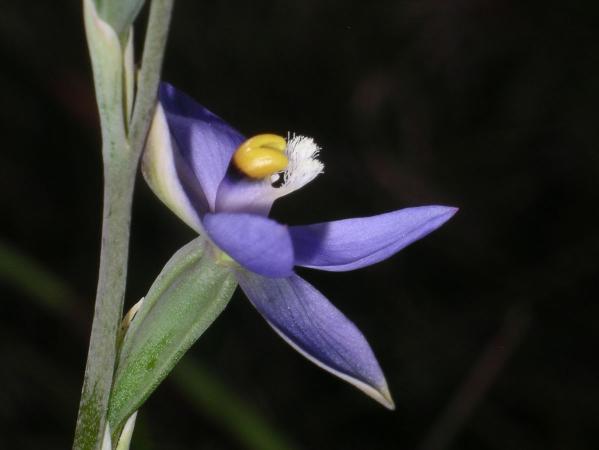 Thelymitra peniculata - Trim Sun Orchid.jpg